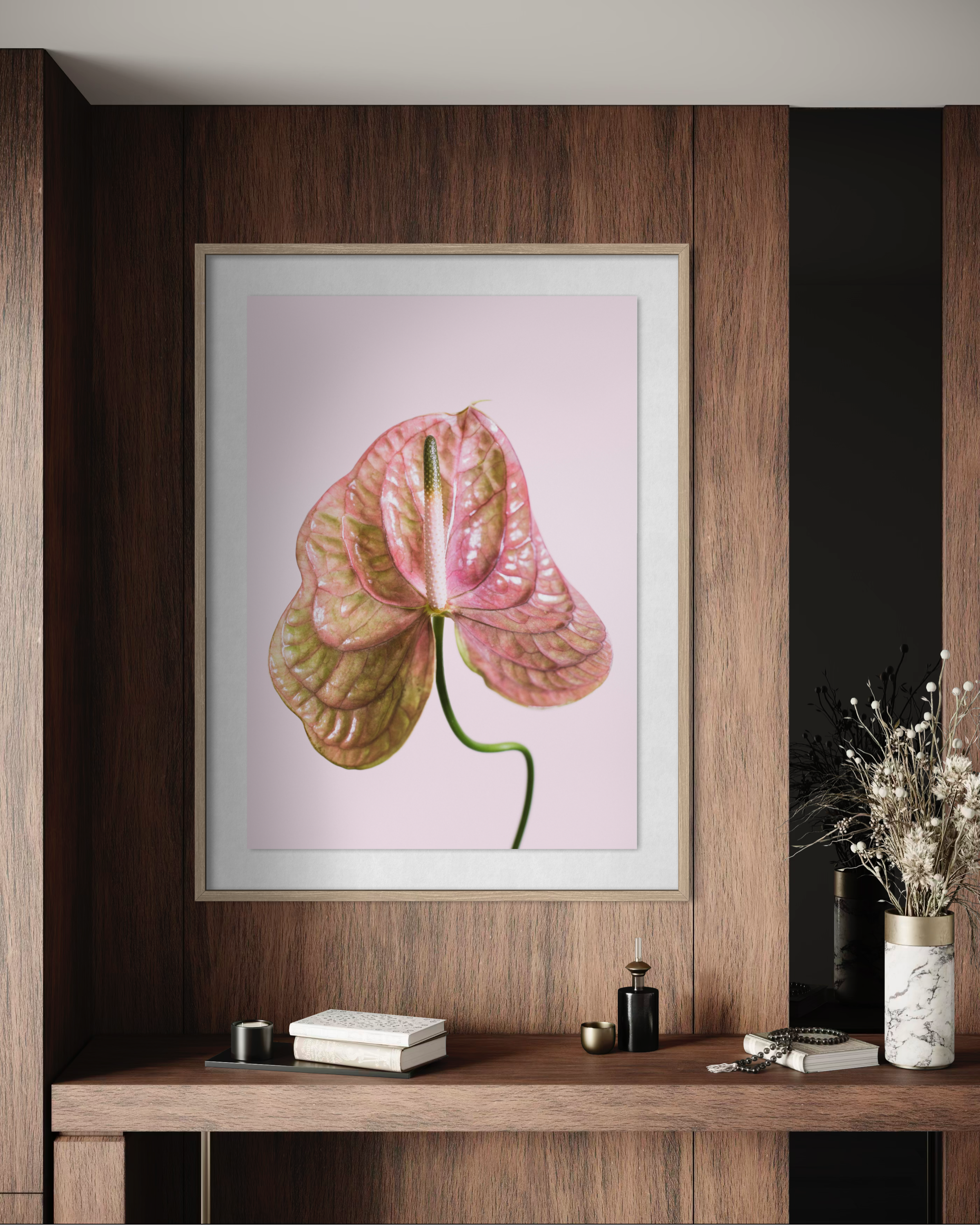 Pink Anthurium 1