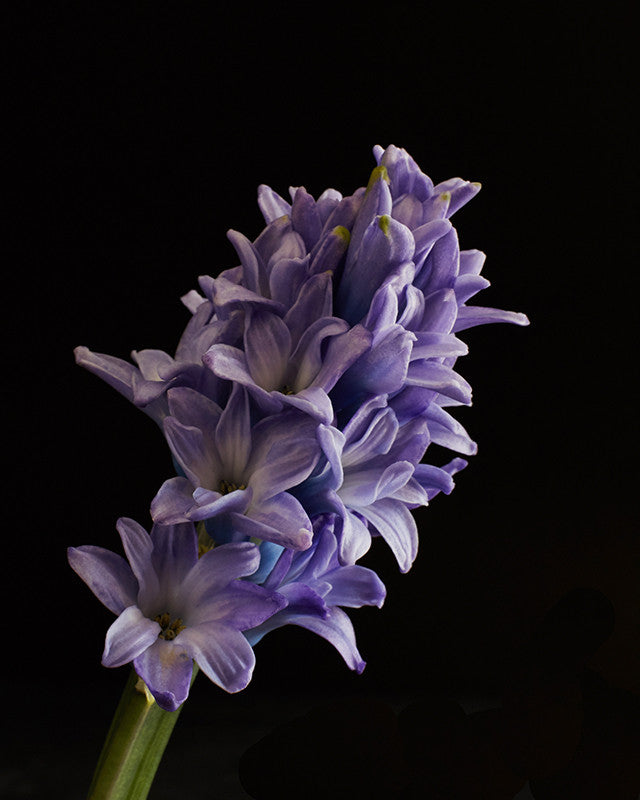 Hyacinth