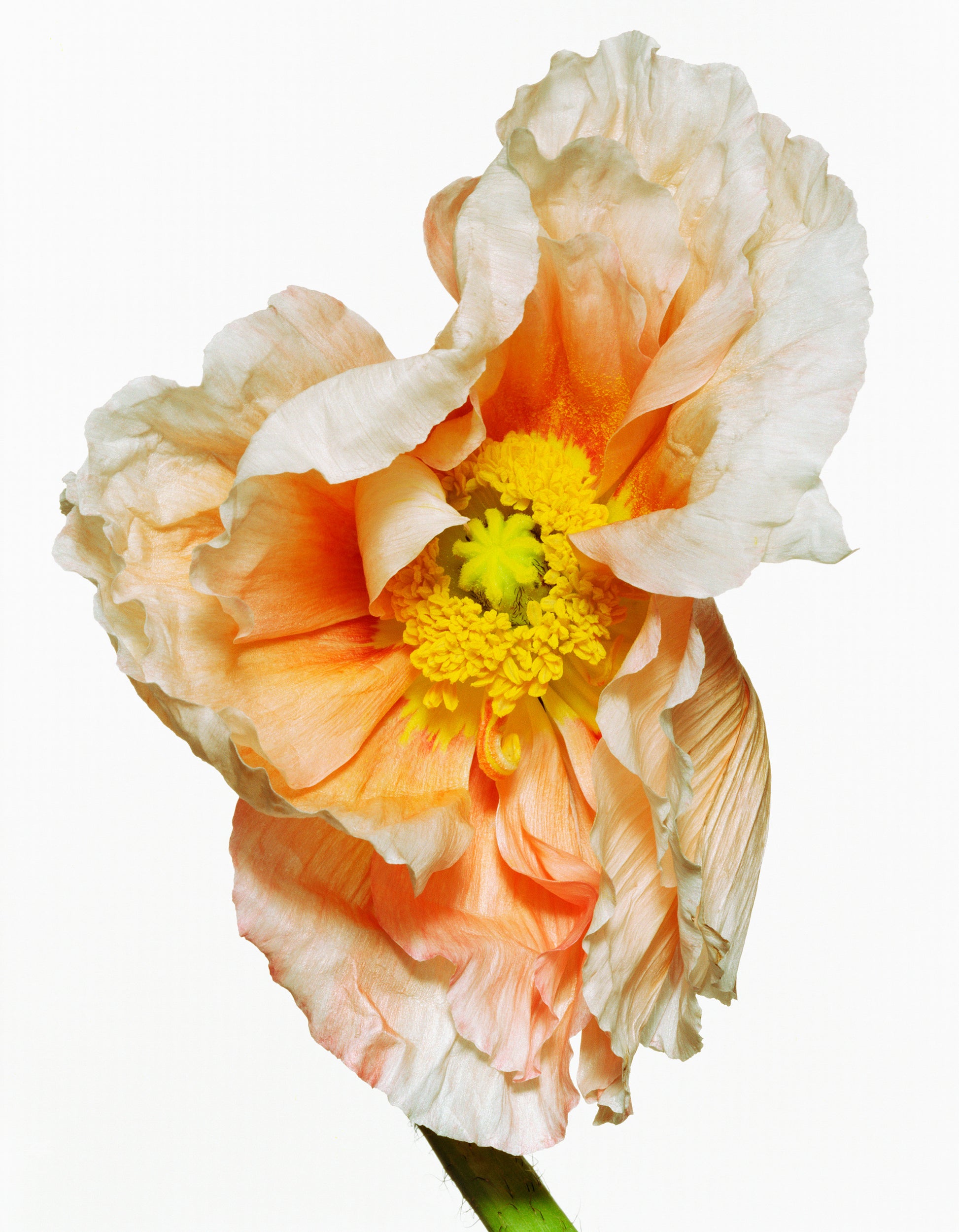 Icelandic Poppy