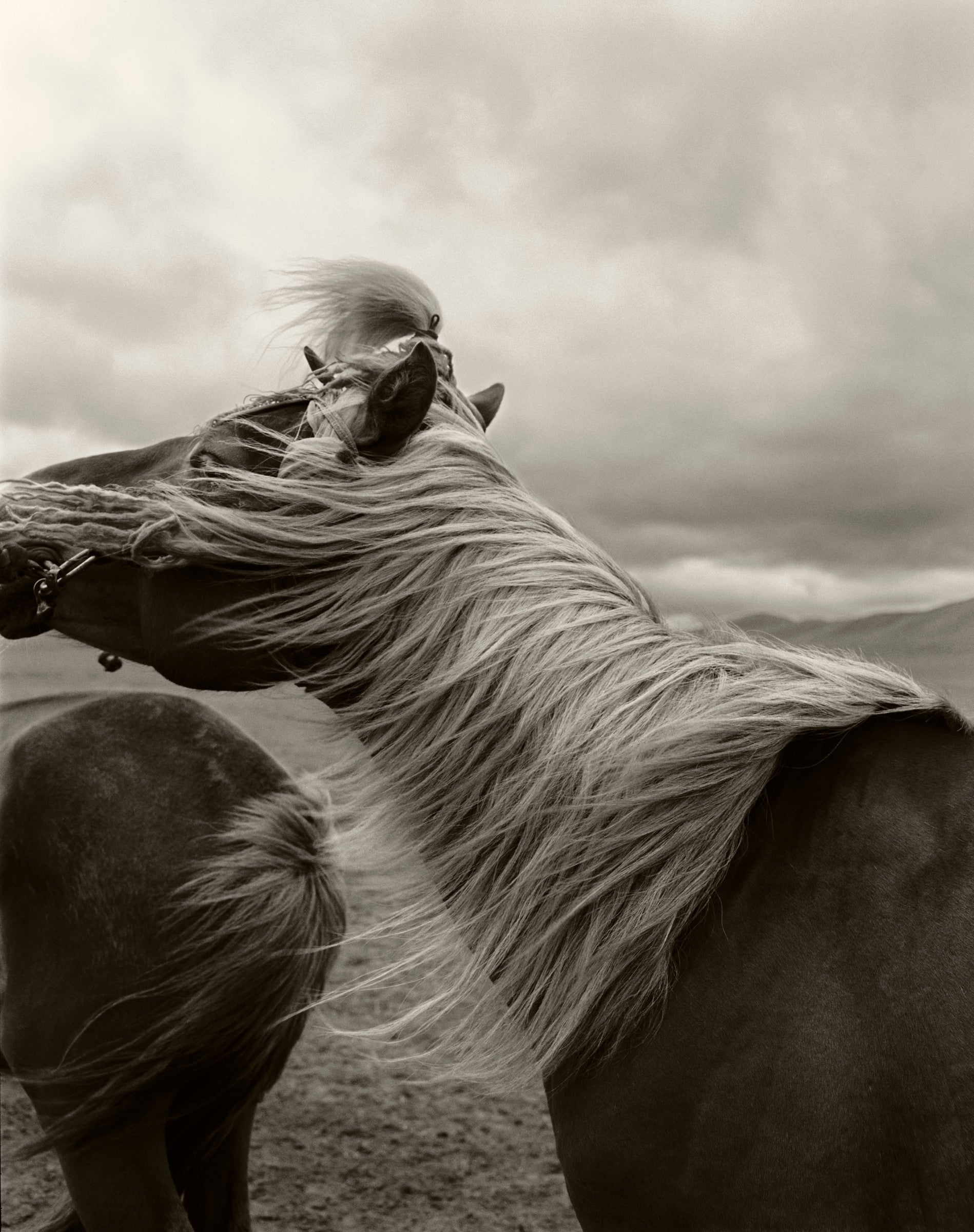 Horse in Mongolia