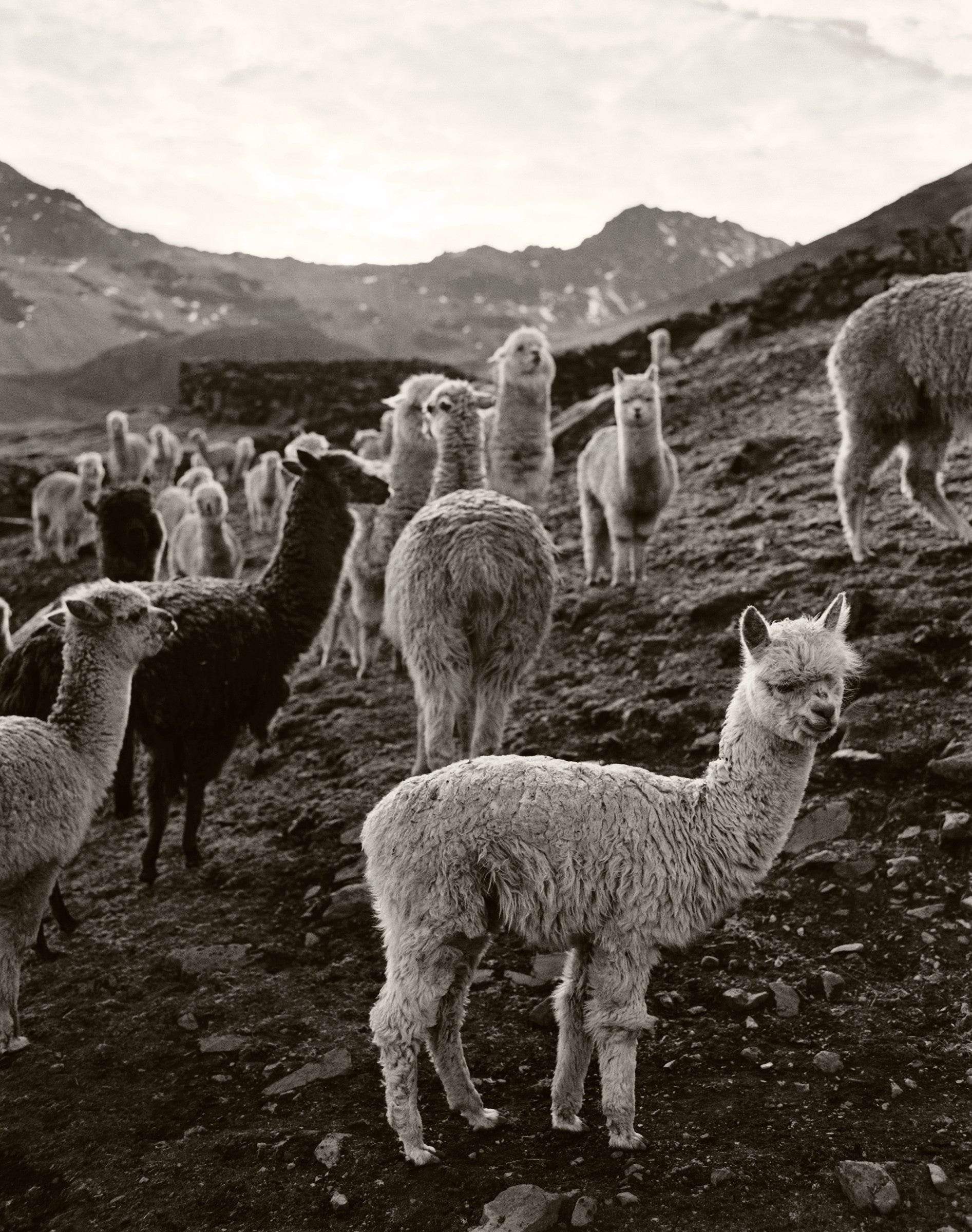 Llamas in Peru