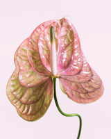Pink Anthurium 1