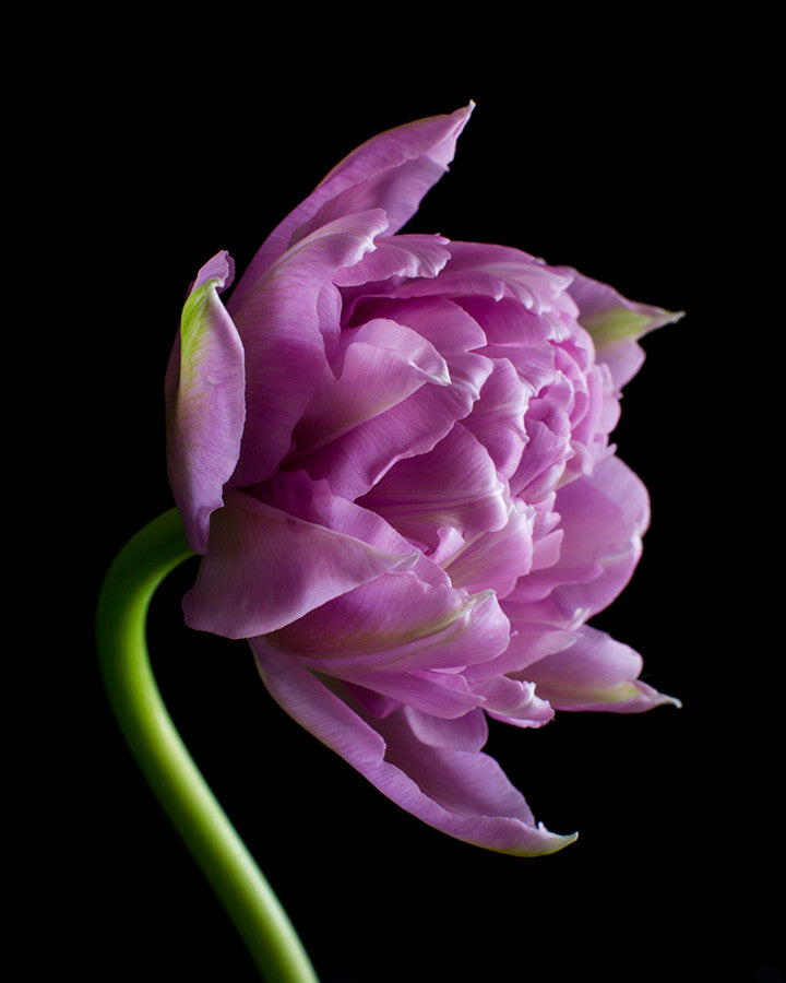 Double Purple Tulip