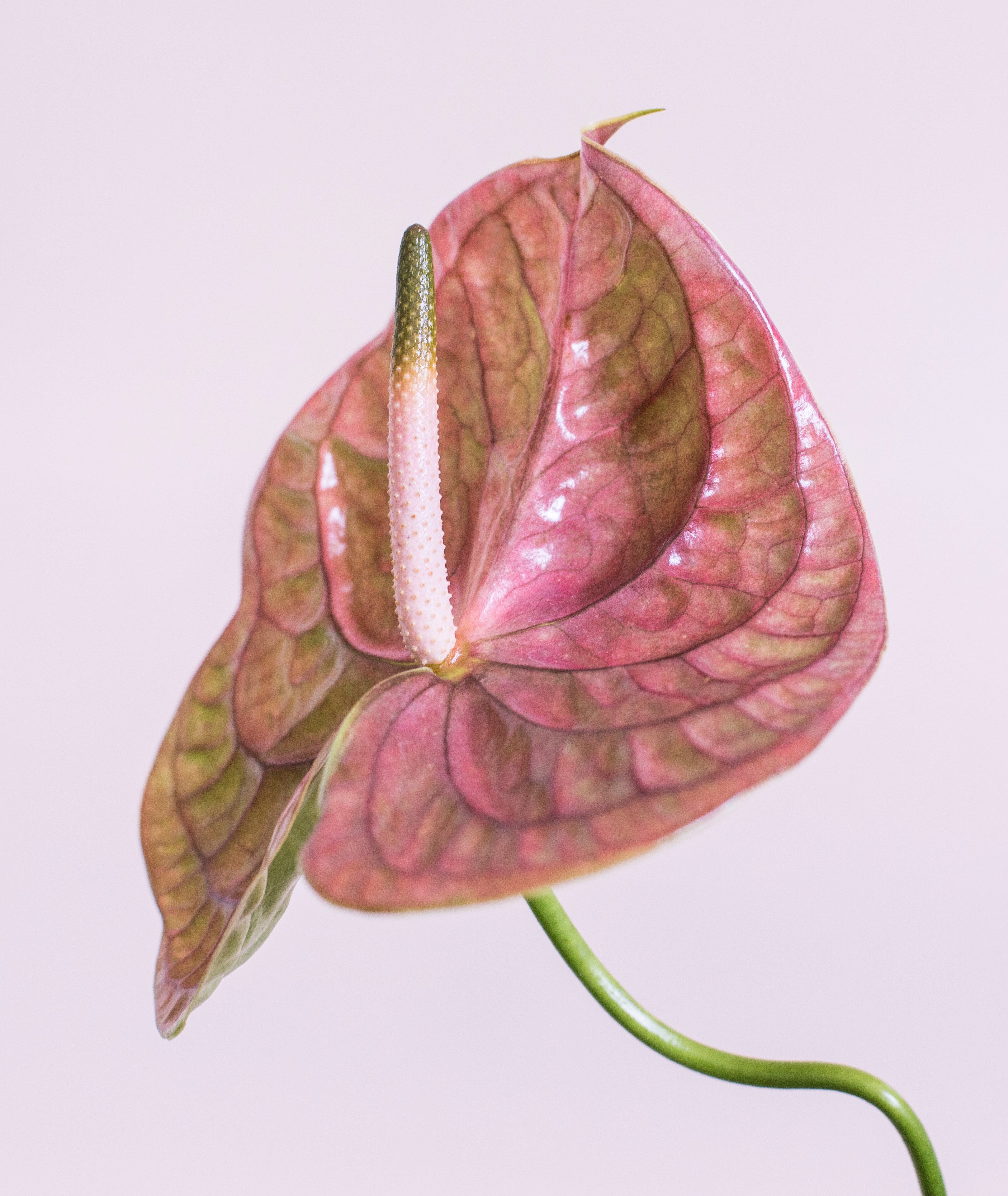 Pink Anthurium 2