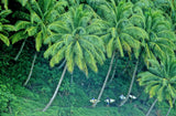 E Bay, Mentawai, Sumatra, Indonesia, 2001