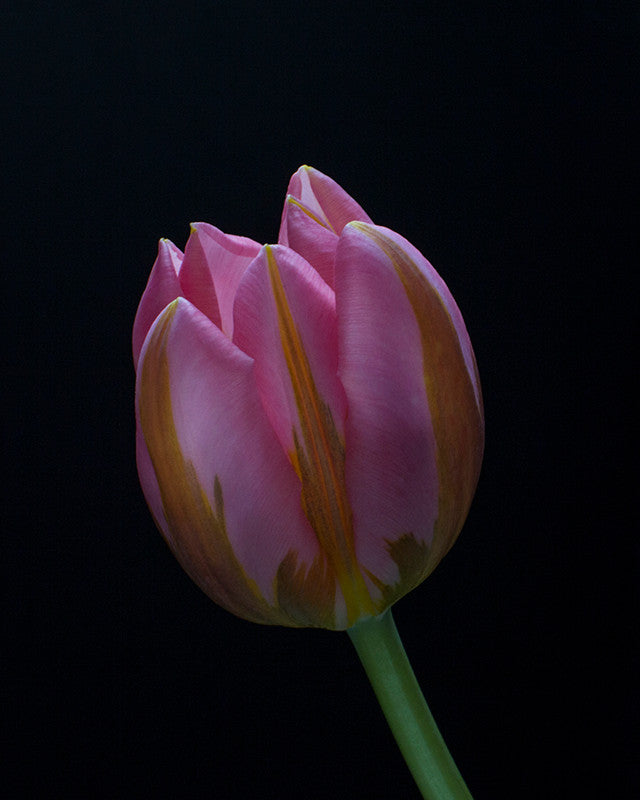 Pink Tulip