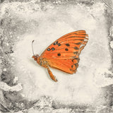 GulfFritillary.jpg