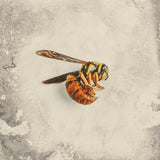Wasp.jpg