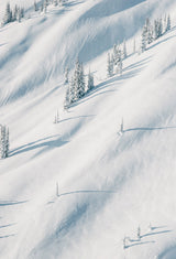 Winter White