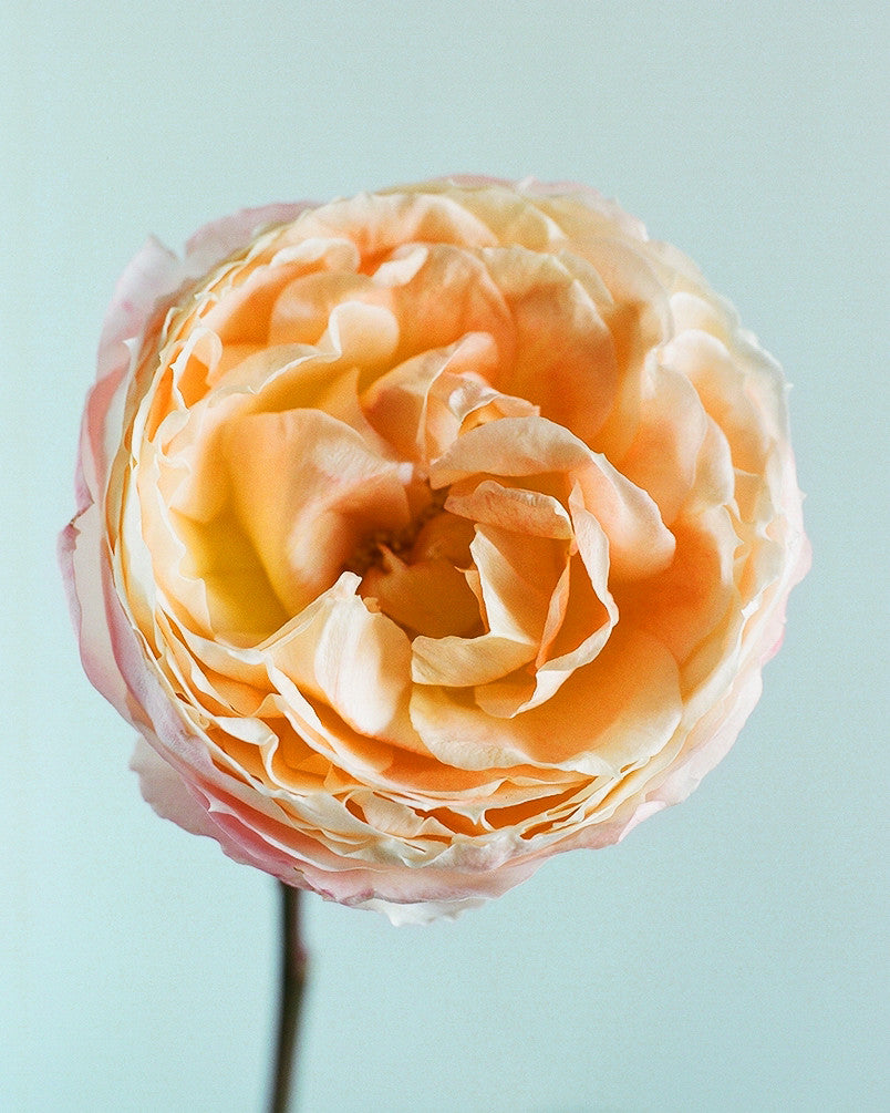 Peony on Blue 1