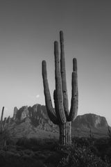 Lost Dutchman