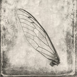 CicadaWing.jpg