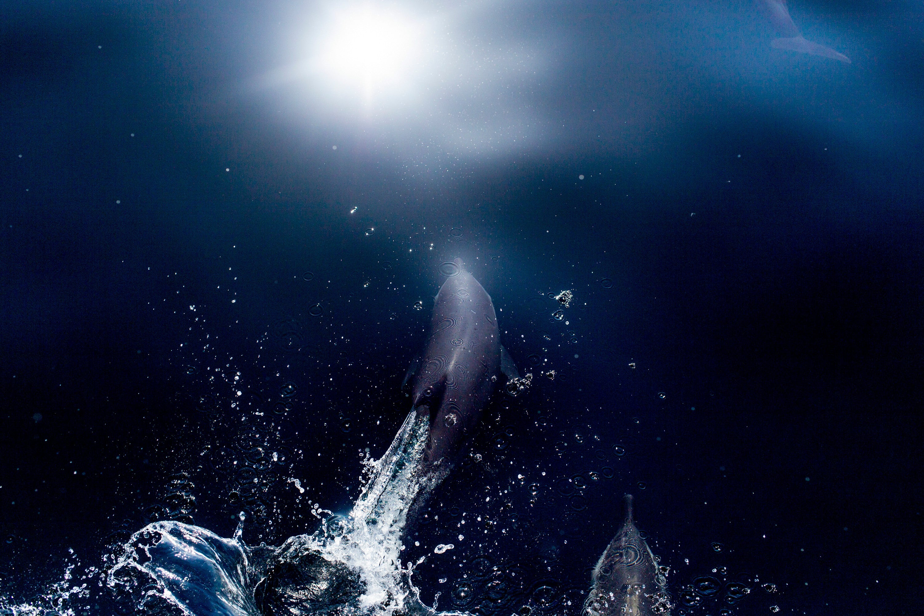 Dolphin 2 