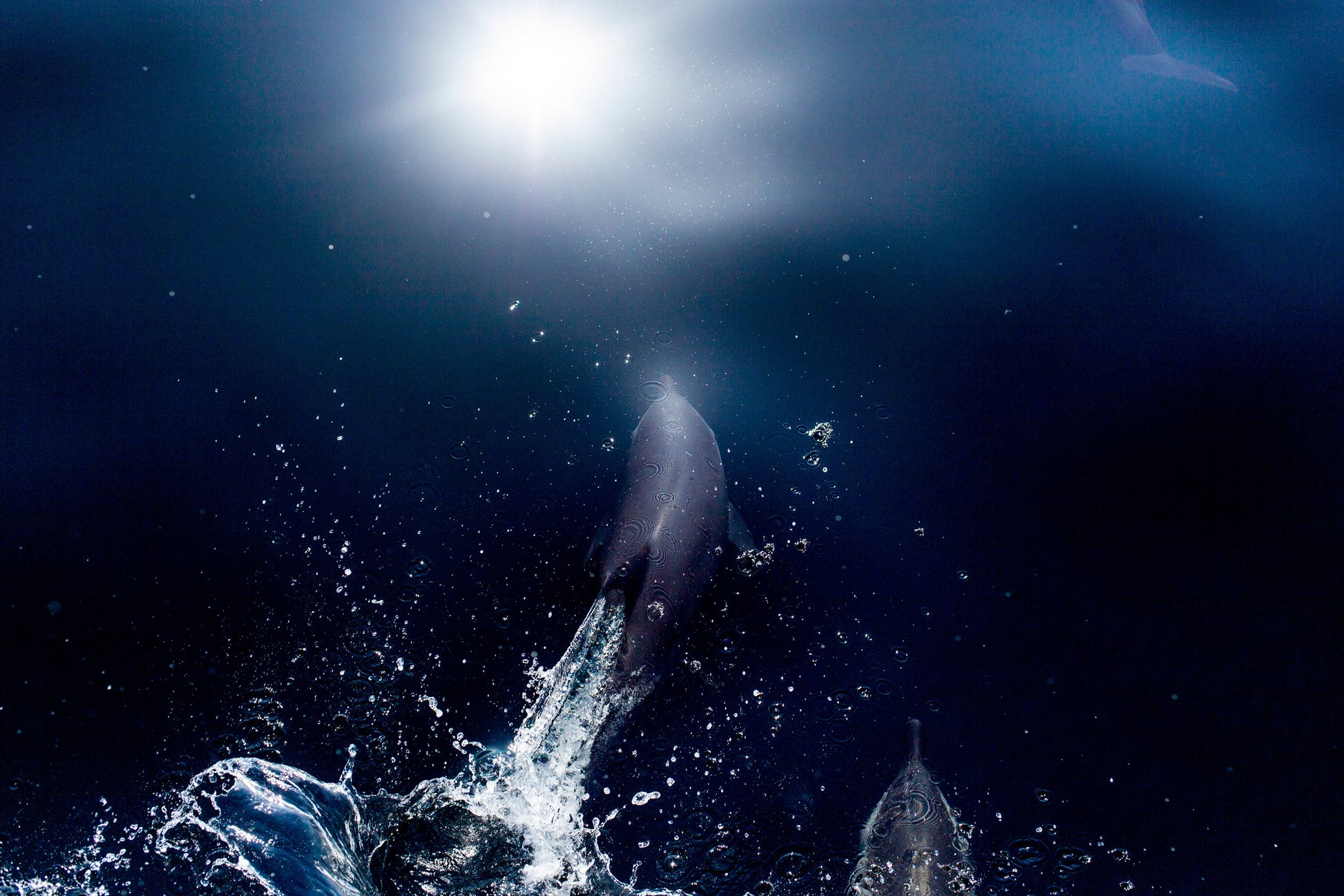 Dolphin 2 
