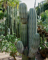 Moroccan Cactus