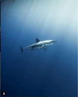 Great White Shark
