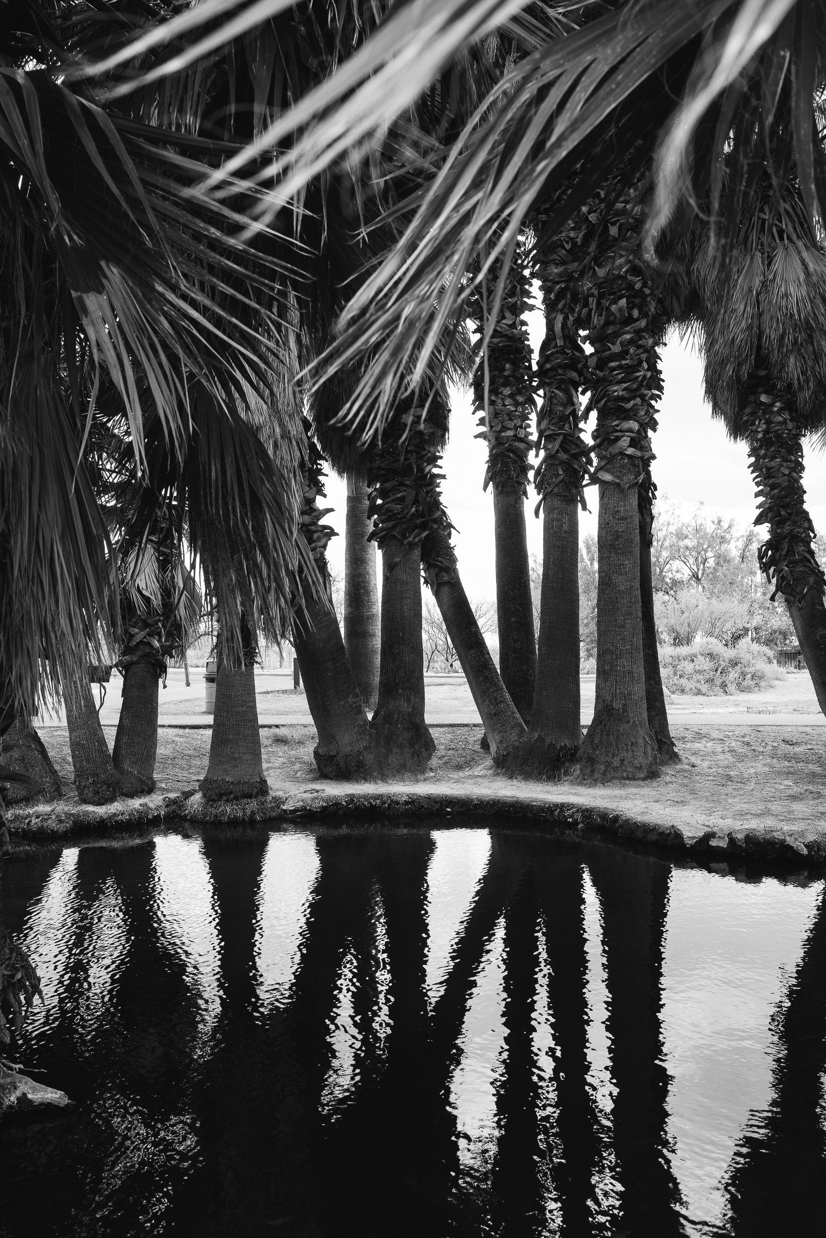 Oasis