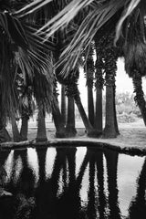 Oasis