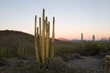 Organ Pipe Cactus