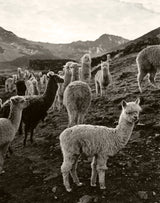 Llamas in Peru