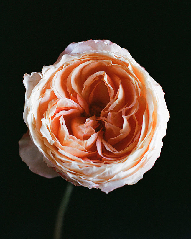 June Peach