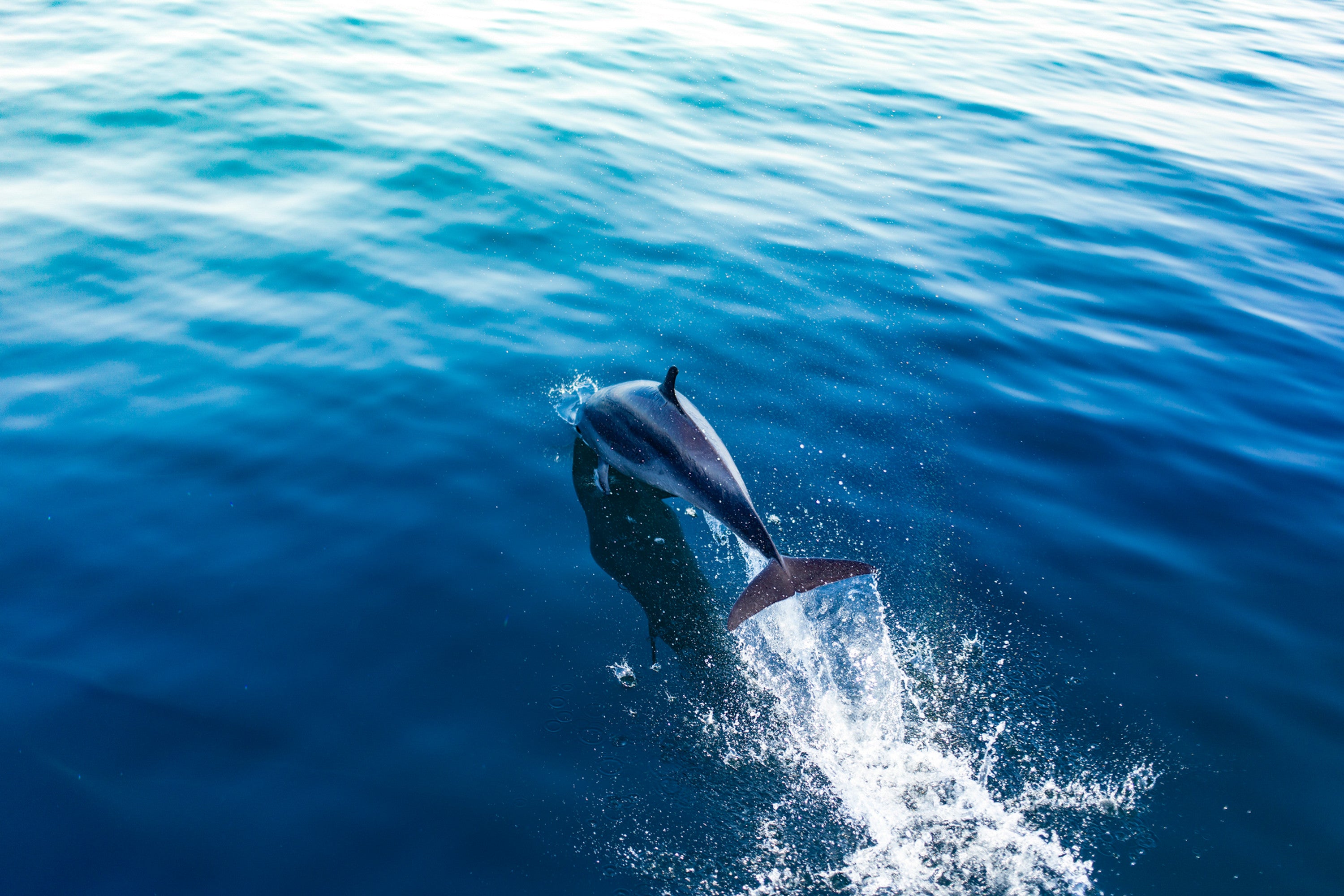 Dolphin 1 