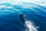 Dolphin 1 