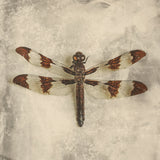 Dragonfly.jpg