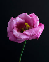 Lisianthus
