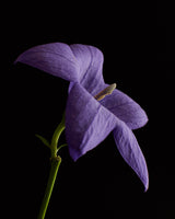 Bellflower