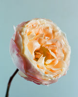 Peony on Blue 2