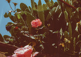 Desert Rose