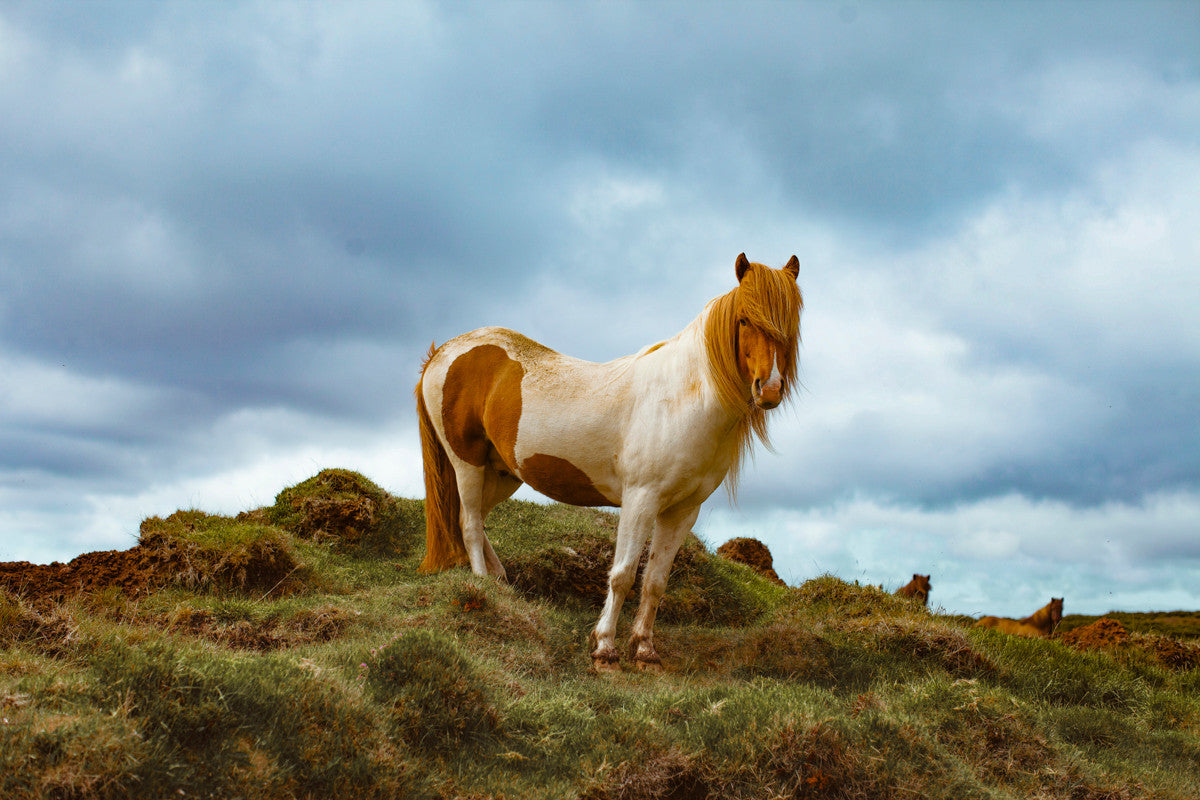Horse 
