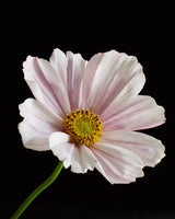 Cosmos